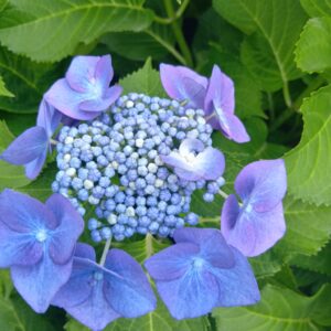 豪華な割引きのお知らせ＼(^o^)／