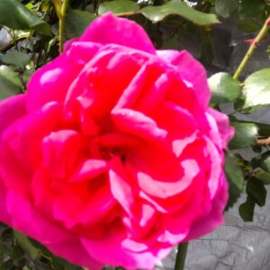 豪華な割引きのお知らせ＼(^o^)／