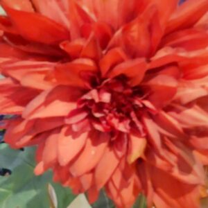 豪華な割引きのお知らせ＼(^o^)／